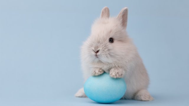 15 Fun Easter Bunny Facts You’ve Probably Never Heard