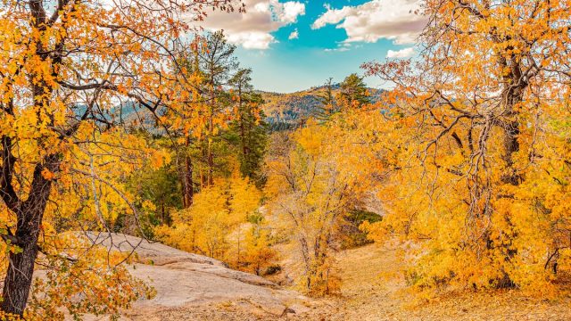 Oak trees are golden yellow color for fall in the mountain sides of Big Bear Lake, California.