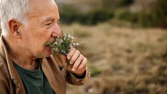 Senior man smelling fresh herbs in nature on a picnic